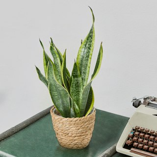 Sansevieria