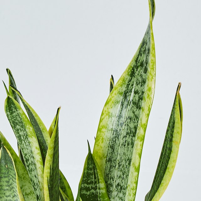 Sansevieria