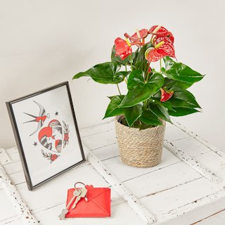 Anthurium Rosso