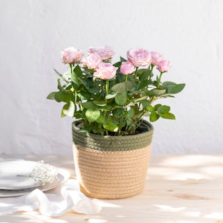 Pianta di Rose Rosa