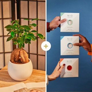 Bonsai Ficus con set di NIO Cocktails
