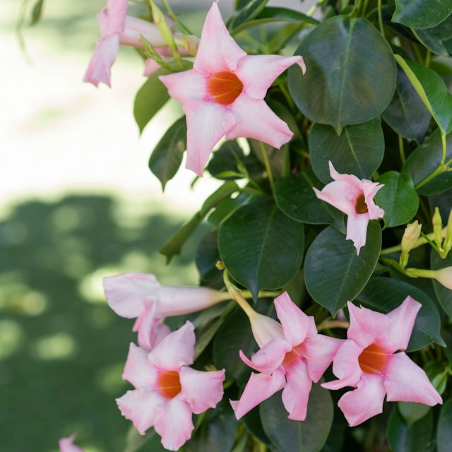 Dipladenia
