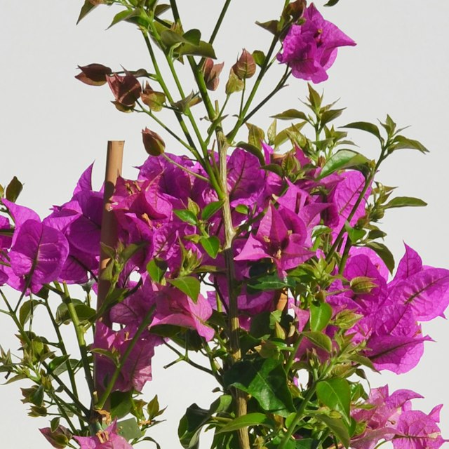 Bouganvillea