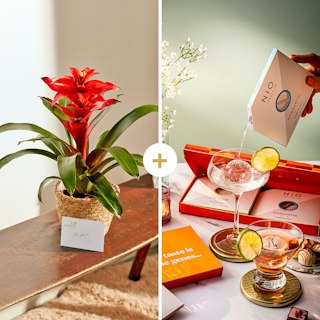 Guzmania Rossa con set di NIO Cocktails