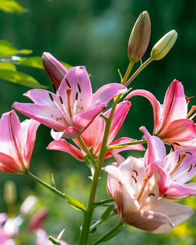 La cura del giglio: consigli di giardinaggio 
