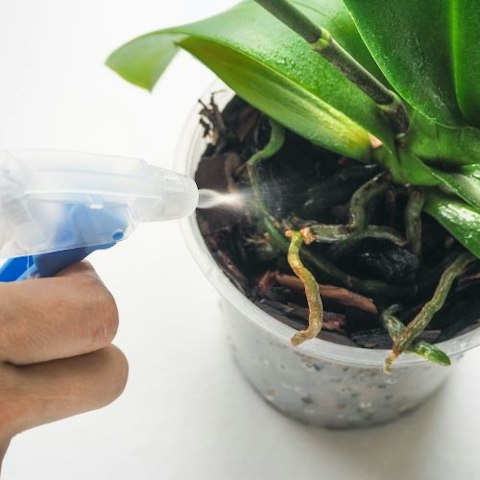2. Come innaffiare un'orchidea