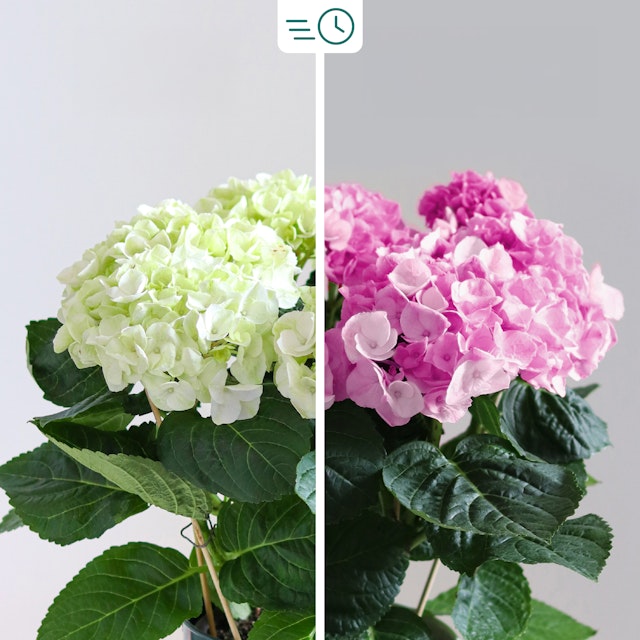 Ortensia Rosa