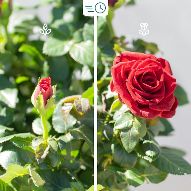 Pianta di Rose Rosse