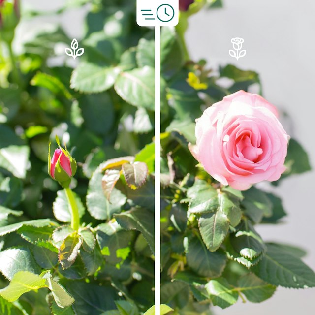 Pianta di Rose Rosa