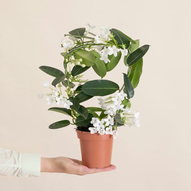 Stephanotis floribunda