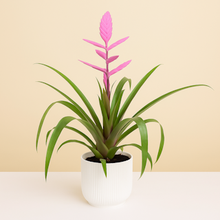 Tillandsia Andreas