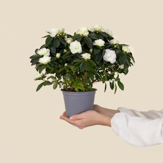 Pianta di Azalea bianca