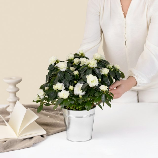 Pianta di Azalea bianca