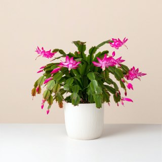 Natalina - Schlumbergera