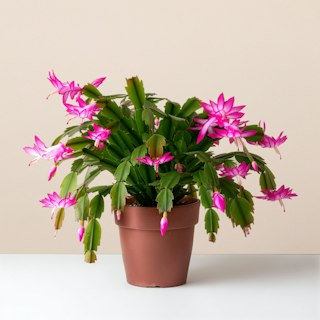Natalina - Schlumbergera
