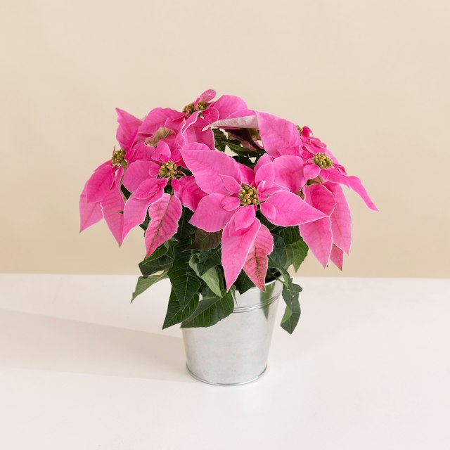 Stella di Natale Rosa