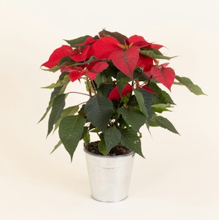 Stella di Natale Piccola