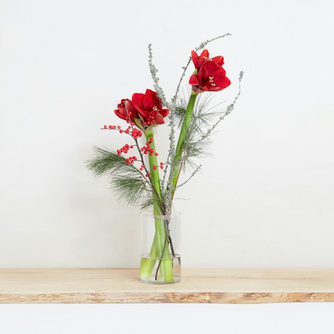 Un po' di storia sull'amaryllis