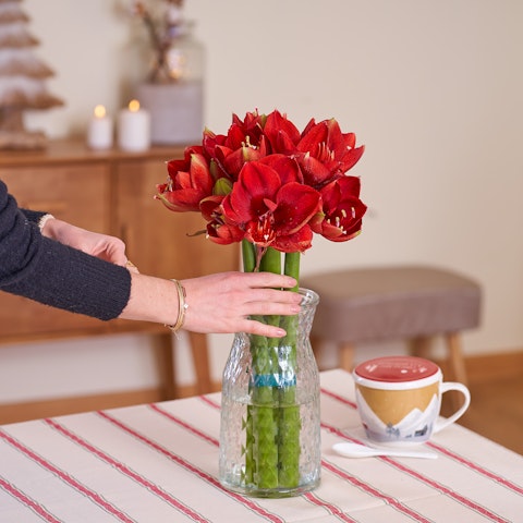 Conservare gli amaryllis come fiori recisi