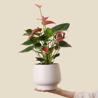 Anthurium Rosso