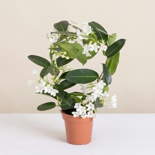 Stephanotis floribunda